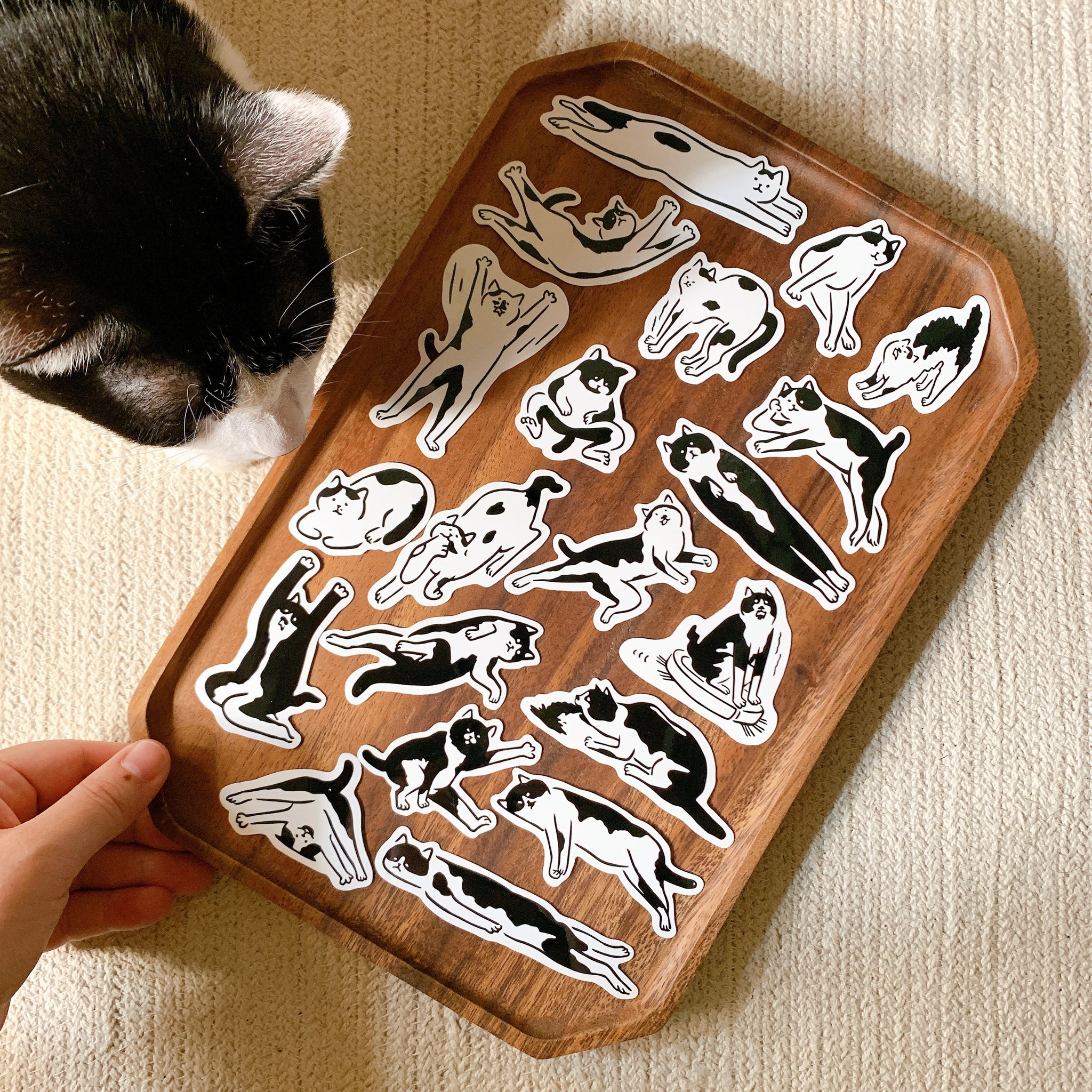 不然你來當小寶｜黑白貓貼紙包