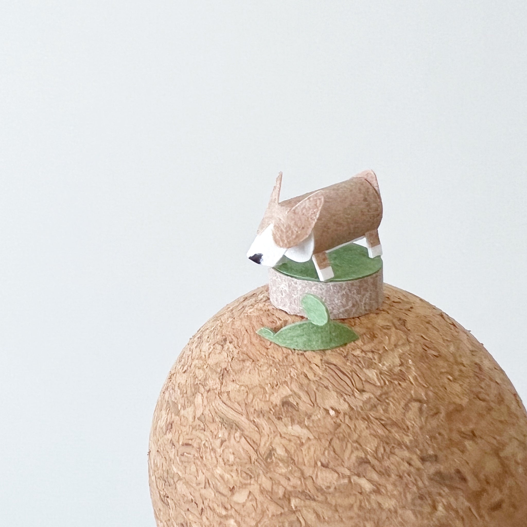 個性狗兒｜短腿科基